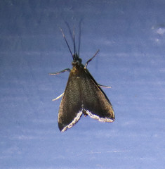 Pyrausta demantrialis