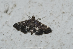 Hymenia perspectalis