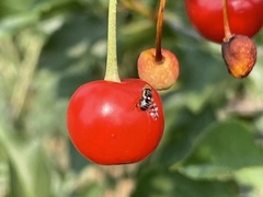 Rhagoletis indifferens