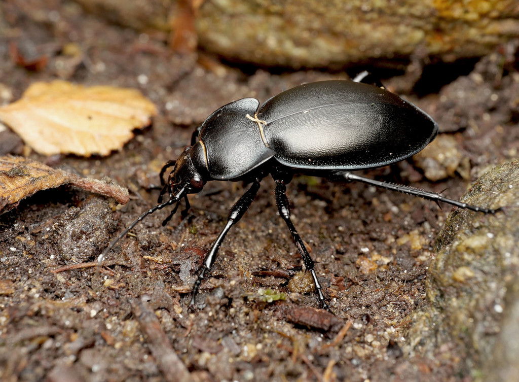 smooth ground beetle