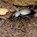 Smooth Ground Beetle - Photo no rights reserved, uploaded by Philipp Hoenle