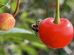 Rhagoletis indifferens