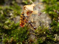 Aphaenogaster subterranea
