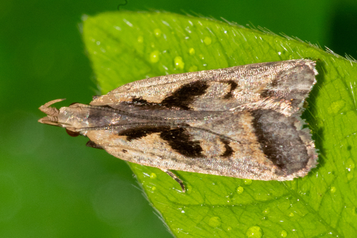 Bilobed Dichomeris Moth photo 5