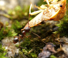 Aphaenogaster subterranea