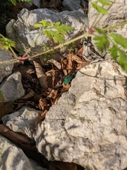 Carabus scabrosus tauricus