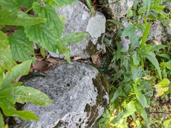 Carabus scabrosus tauricus