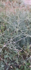 Seseli tortuosum