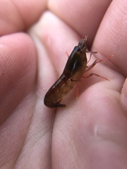 Betaeus longidactylus