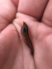 Betaeus longidactylus