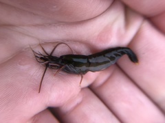 Betaeus longidactylus