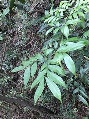 Archidendron lucidum