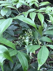 Archidendron lucidum