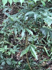 Archidendron lucidum