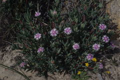 Phiambolia