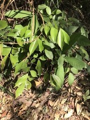 Archidendron lucidum