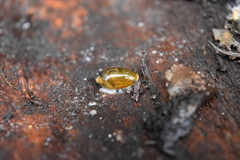 Streptostyla