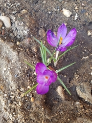 Crocus vernus