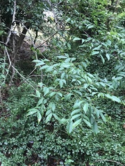 Archidendron lucidum