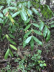 Archidendron lucidum