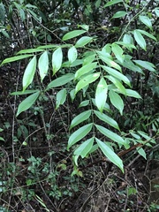 Archidendron lucidum