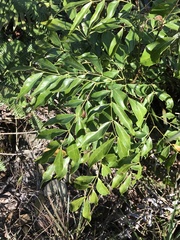 Archidendron lucidum