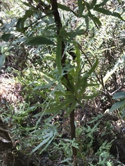 Archidendron lucidum