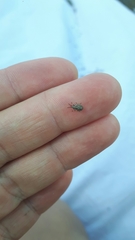 Nithecus jacobaeae