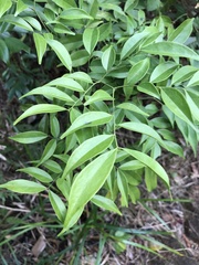 Archidendron lucidum