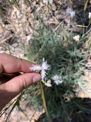 Dianthus volgicus