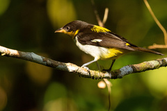 Hemithraupis flavicollis