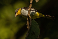 Hemithraupis flavicollis