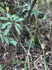 Archidendron lucidum