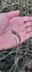 Seseli tortuosum