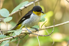 Hemithraupis flavicollis