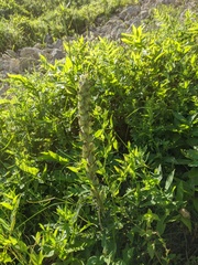 Pedicularis sibthorpii