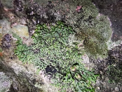 Speerschneidera euploca