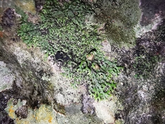 Speerschneidera euploca