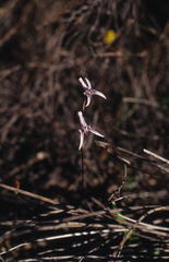Disa biflora