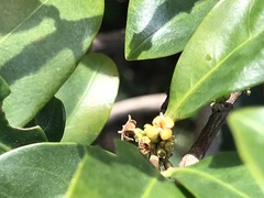 Garcinia oblongifolia