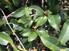 Garcinia oblongifolia