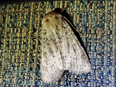 Noctuidae