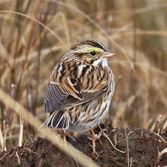 Savannah Sparrow photo 4
