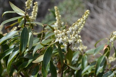 Pieris floribunda
