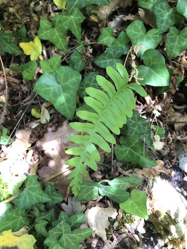 sladič (Polypodium)