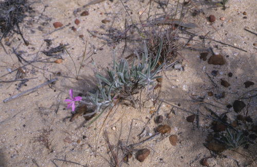 Image of Pelargonium coronopifolium by (c) Tom Lloyd Evans, some rights reserved (CC BY-SA)