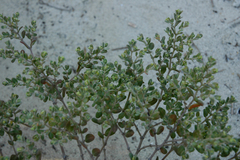 Euphorbia cayensis