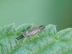 Heterotoma
