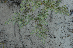 Euphorbia cayensis