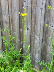 Sonchus arvensis